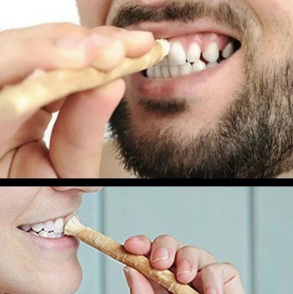 Natural Miswak tooth cleaning stick used against teeth for cleaning